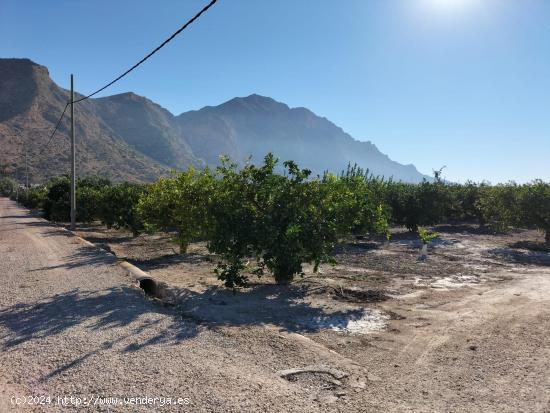 FINCA RUSTICA EN ORIHUELA - ALICANTE