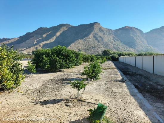 FINCA RUSTICA EN ORIHUELA - ALICANTE