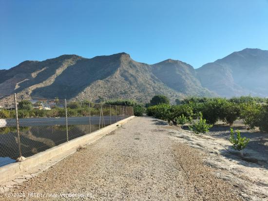 FINCA RUSTICA EN ORIHUELA - ALICANTE