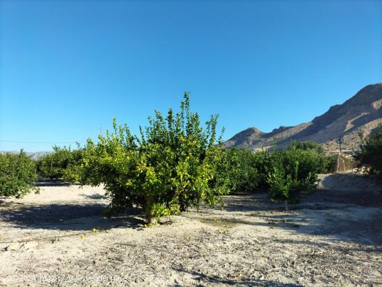 FINCA RUSTICA EN ORIHUELA - ALICANTE