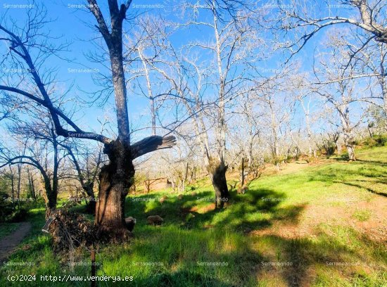 SE VENDE FINCA RÚSTICA EN VENTA EN GALAROZA (HUELVA) ESPAÑA. - Galaroza