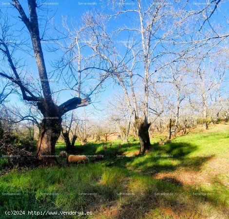 SE VENDE FINCA RÚSTICA EN VENTA EN GALAROZA (HUELVA) ESPAÑA. - Galaroza