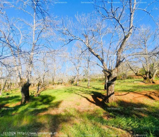 SE VENDE FINCA RÚSTICA EN VENTA EN GALAROZA (HUELVA) ESPAÑA. - Galaroza