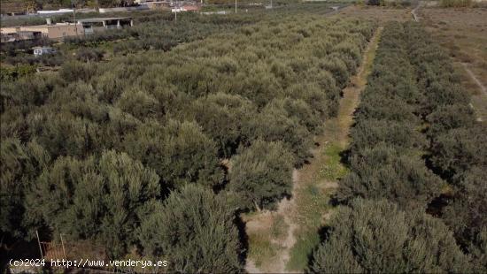 VENTA DE TERRENO RÚSTICO 9700 M2,  CON OLIVOS EN PRODUCCIÓN Y AGUA EN VILLALOBOS , HUERCAL DE ALME