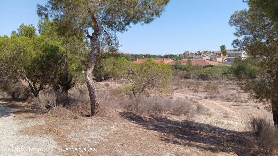 VENTA DE SOLAR EN ALTORREAL - MURCIA