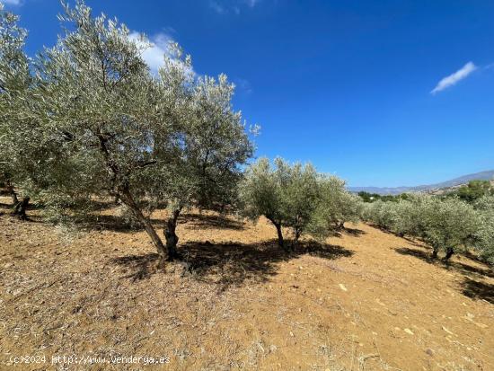  FINCA RUSTICA EN COIN - MALAGA 