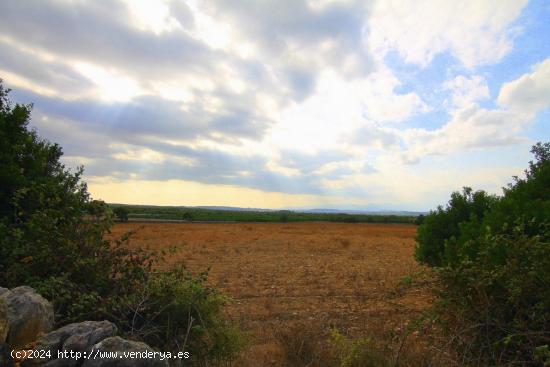  Terreno rústico en Ariany - BALEARES 