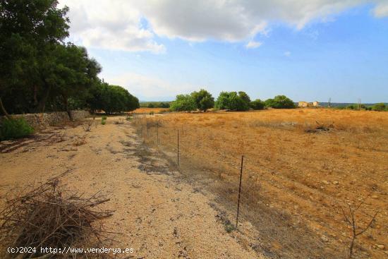 Terreno rústico en Ariany - BALEARES