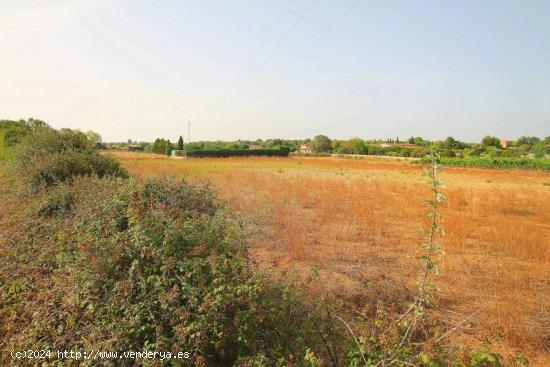 TERRENO EN MANACOR - BALEARES