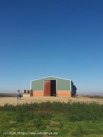 Finca en Campanario Badajoz - BADAJOZ