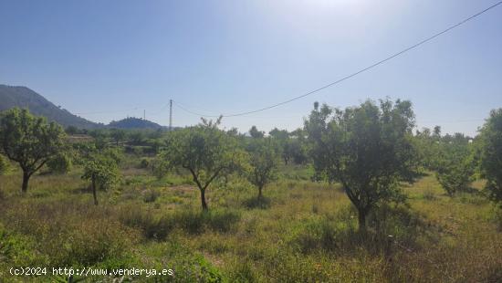 CASOPLON EN EL CAMPO - ALICANTE