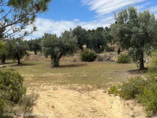  Finca de olivos en producción - TERUEL 