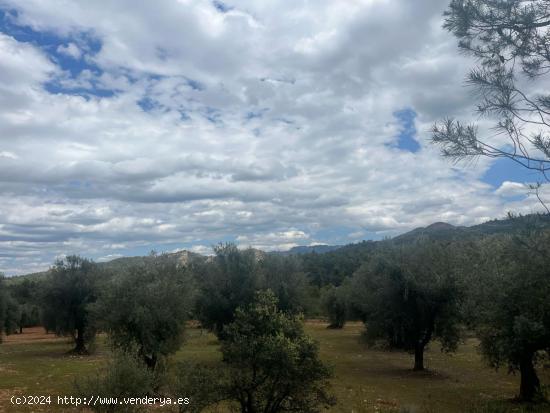 Finca de olivos en barrancos - TERUEL