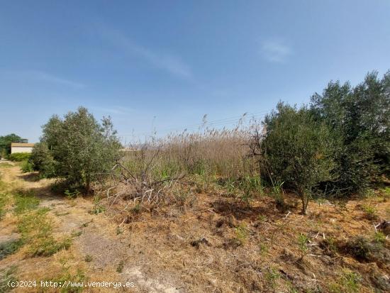 Terreno Rustico en ALQUERIAS - MURCIA