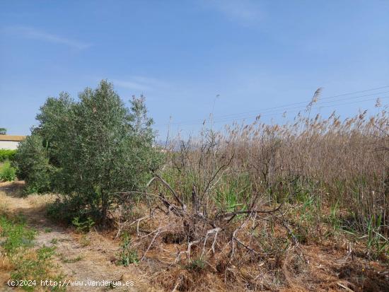 Terreno Rustico en ALQUERIAS - MURCIA