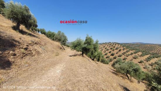 OLIVAR EN VENTA EN POZOBLANCO - CORDOBA