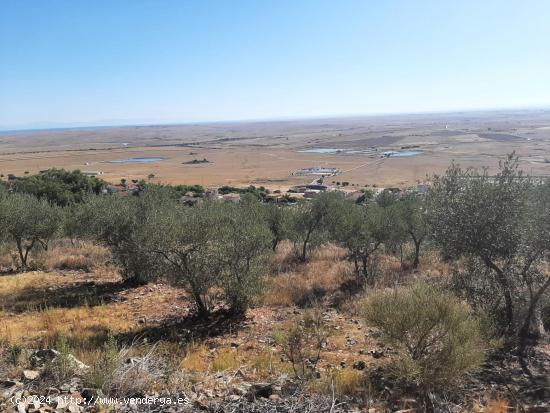 Precioso Olivar en Sierra de Fuentes - CACERES