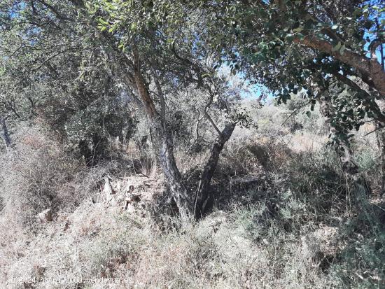 Precioso Olivar en Sierra de Fuentes - CACERES