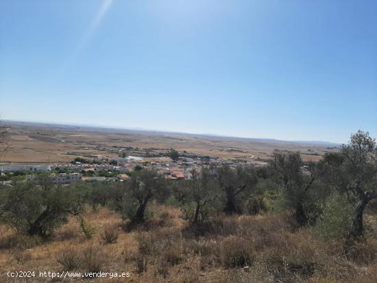 Precioso Olivar en Sierra de Fuentes - CACERES