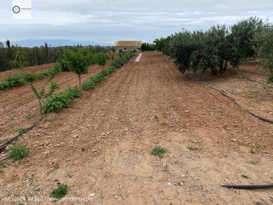 Parcela cuadrada - MURCIA