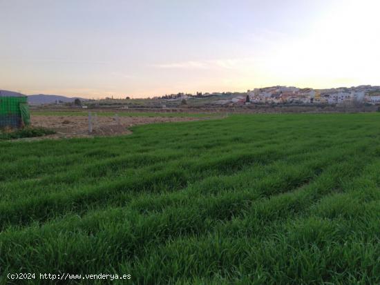 VENTA DE FINCA EN LAS GABIAS - GRANADA