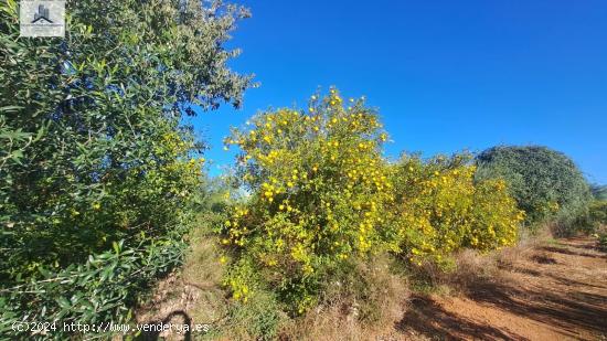 TERRENO INDUSTRIAL - CASTELLON