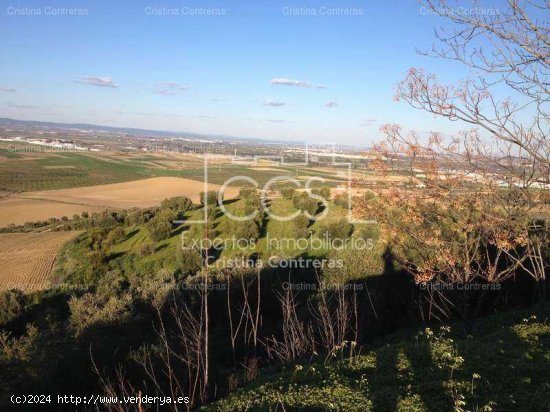 SE VENDE Finca 17,5ha de olivar en Valencina de la Concepción - Aljarafe