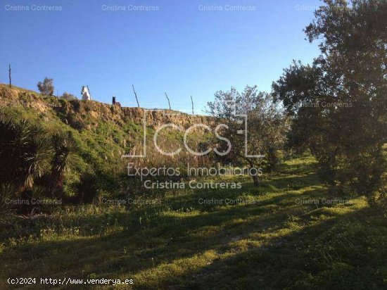 SE VENDE Finca 17,5ha de olivar en Valencina de la Concepción - Aljarafe