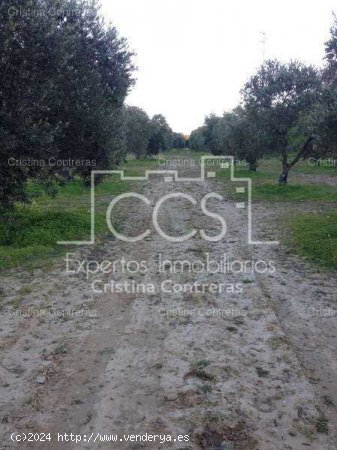 SE VENDE Finca 17,5ha de olivar en Valencina de la Concepción - Aljarafe