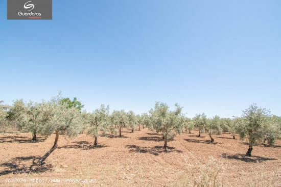 Finca rustica de riego!! - GRANADA