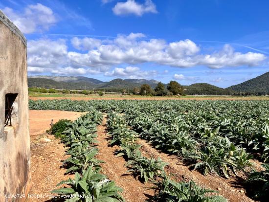 Finca rústica Sa Pobla - BALEARES