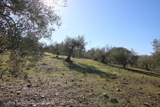 PARCELA DE 11.832 M2 CON OLIVOS EN COIN - MALAGA