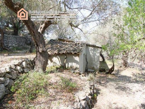 Bonito Olivar Con Pequeño Porche - BALEARES