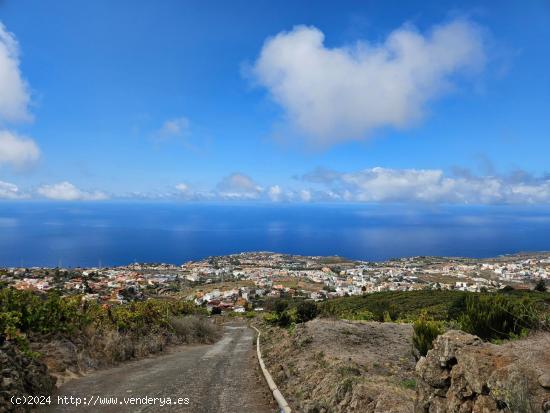  Terreno con viña en Santa Úrsula - SANTA CRUZ DE TENERIFE 