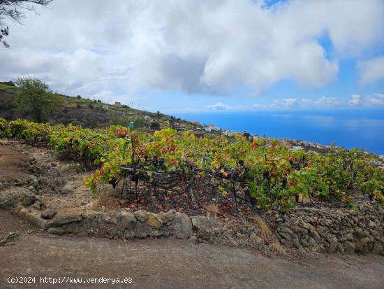 Terreno con viña en Santa Úrsula - SANTA CRUZ DE TENERIFE