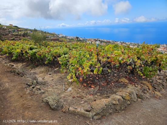 Terreno con viña en Santa Úrsula - SANTA CRUZ DE TENERIFE