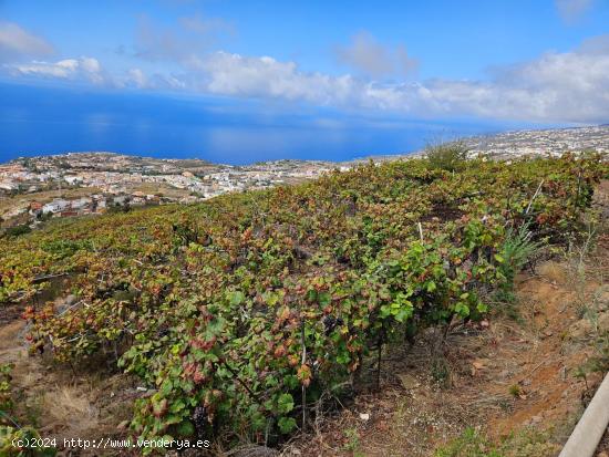 Terreno con viña en Santa Úrsula - SANTA CRUZ DE TENERIFE