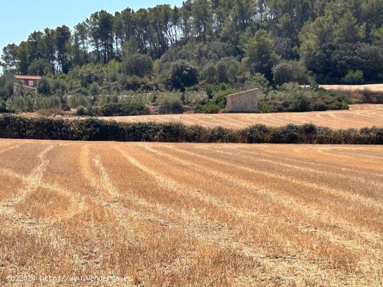 Magníficos terrenos rústicos en Sineu - BALEARES