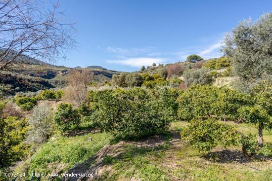 TERRENITO LOS NARANJOS A LA VENTA!!!!!!!!! - GRANADA