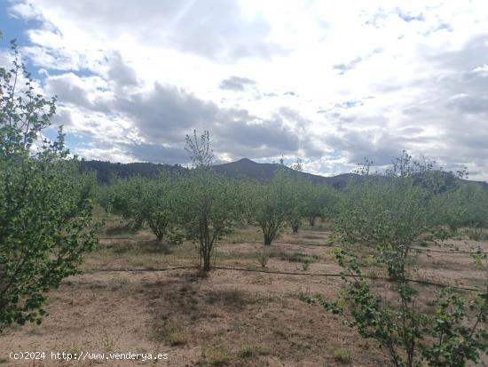 Finca de avellanos a la venta - TARRAGONA