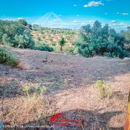  ¡OPORTUNIDAD ÚNICA! TERRENO RURAL CON OLIVOS EN ASSUAN, CÓRDOBA. - CORDOBA 