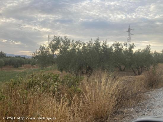 VENTA DE PARCELA RUSTICA, EN ALBOLOTE - GRANADA