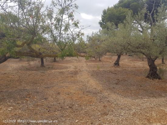 FINCA RÚSTICA de 5 HECTAREAS - TARRAGONA