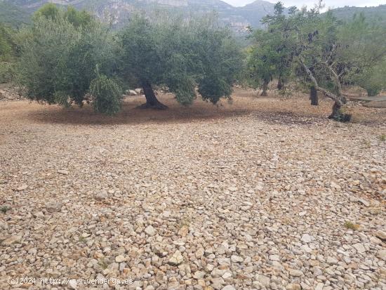 FINCA RÚSTICA DE 2,5 HECTÀREAS CON AGUA - TARRAGONA