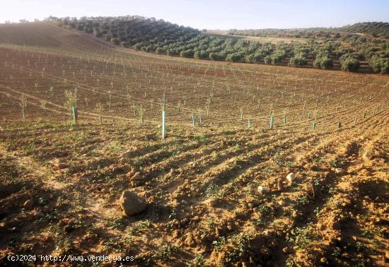 Finca de Olivos entre Chimeneas  y Cijuela - GRANADA