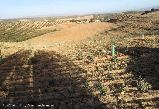 Finca de Olivos entre Chimeneas  y Cijuela - GRANADA