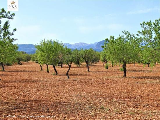 FINCA RÚSTICA EN BINISSALEM CON PROYECTO BÁSICO Y LICENCIA - BALEARES