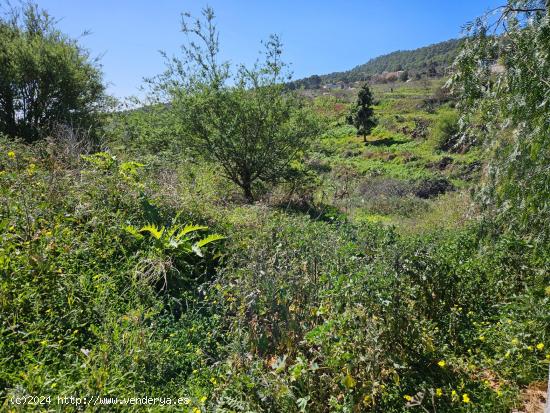 Terreno cerca de Camino del Centro en La Esperanza - SANTA CRUZ DE TENERIFE