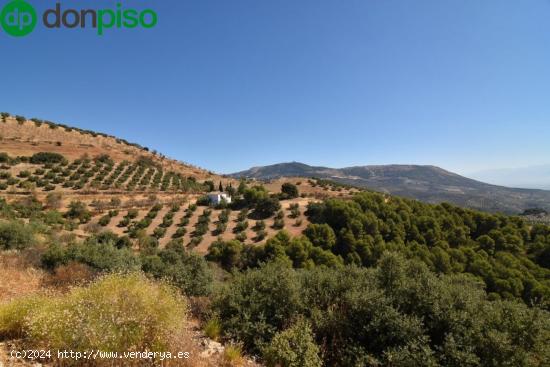  FINCA DE OLIVOS CON CORTIJO EN MONTEFRIO - GRANADA 