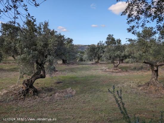 Se Vende en Arens de Lledo - TERUEL